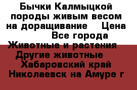 Бычки Калмыцкой породы живым весом на доращивание. › Цена ­ 135 - Все города Животные и растения » Другие животные   . Хабаровский край,Николаевск-на-Амуре г.